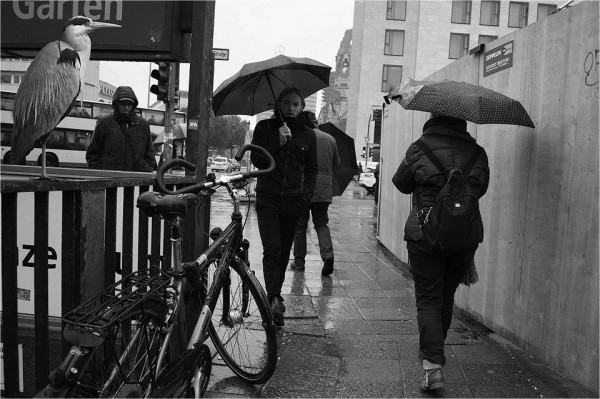 1931438_1095431300477918_7676840836868779635_n