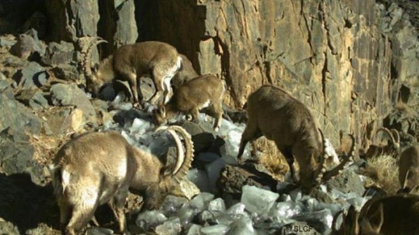 c1d6e67fd86c4066original