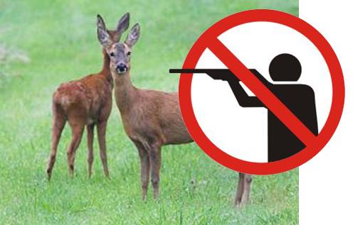 12994508_1696052920668462_2314084173016119322_n