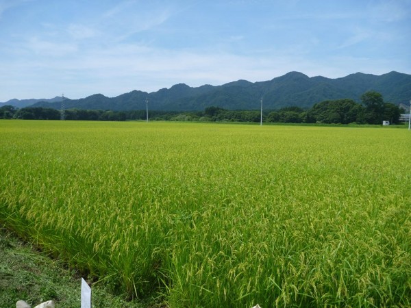 13501604_1718243485107315_4964893058291947418_n