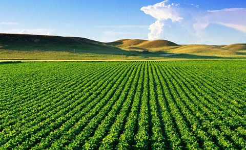 13507176_1718243458440651_7087341519001419812_n