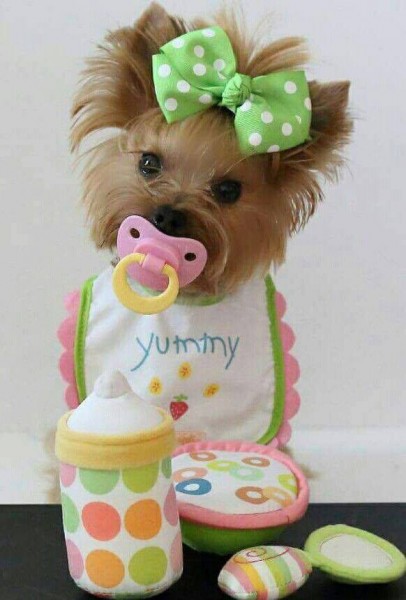 13423720_1065082123562616_2086521251304389968_n