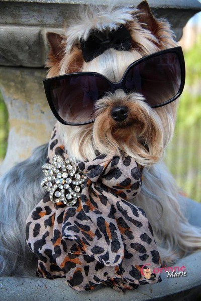 13434885_1065082640229231_1895371369370670485_n