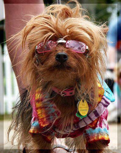 13435382_1065082566895905_4996632403875112075_n