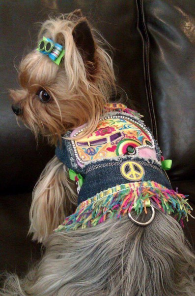 13445502_1065081780229317_5104273065530180279_n