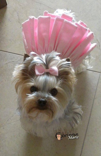 13445656_1065081843562644_2467606386606441704_n