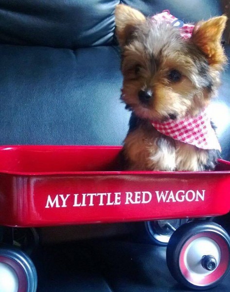 13450023_1065082073562621_5544138065147868689_n