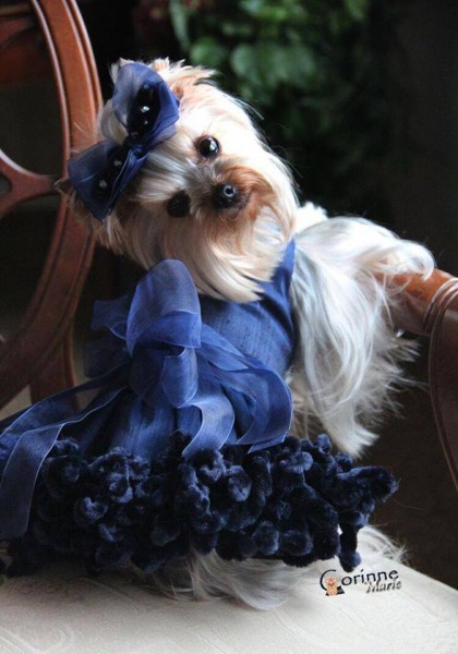 13450765_1065082940229201_533003420469293494_n