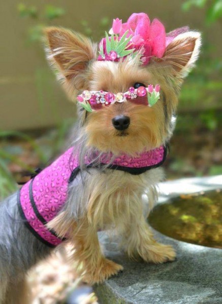 13659186_1093336800737148_8622832562697984456_n