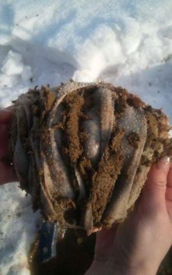 13690600_634972819997988_6447235725484226720_n