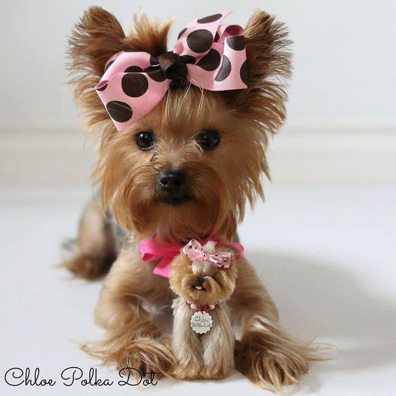 13690689_1093336634070498_5729728368153175882_n