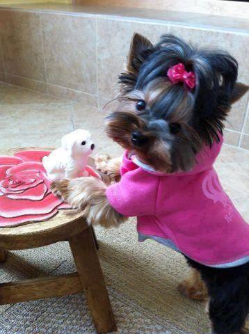 13690766_1093336724070489_7013360542201354704_n