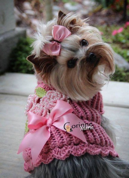 13692550_1093336224070539_5876934952455346837_n