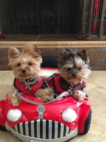 13700198_1093336110737217_5856936231482966917_n