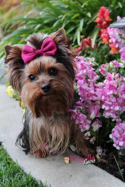 13707646_1093336610737167_4356957915281153366_n