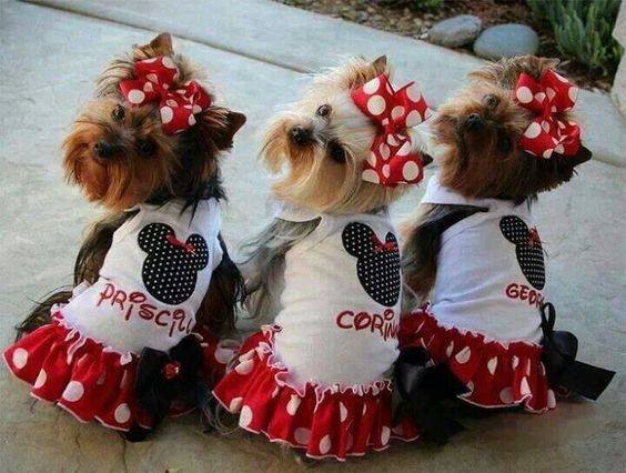 13731544_1093336024070559_8280261349238812237_n