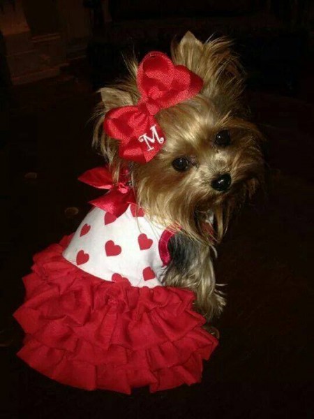 13775454_1093338160737012_7466913259377165784_n