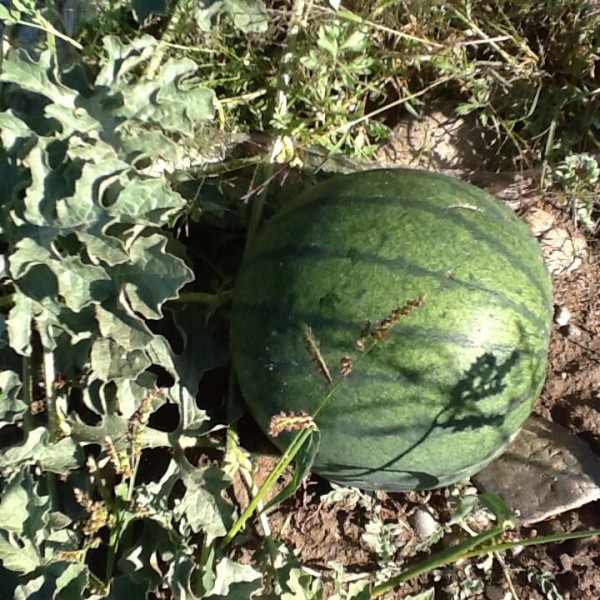 \"10426541_779916748696135_520634538241246849_n\"