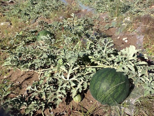 10599708_779916798696130_7922451380186429168_n (1)