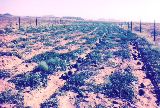 \"10649902_795926683761808_8519808941208318283_n