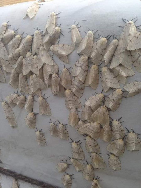 13934950_1063479783721374_8542292024556188322_n