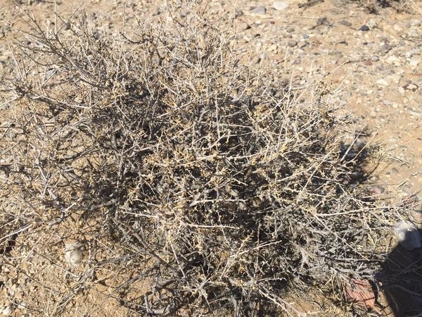 7db7c0b5a4abd57f473f3188497038df