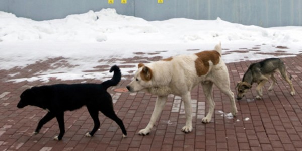 olloo_mn_1448864914_muur_nohoi