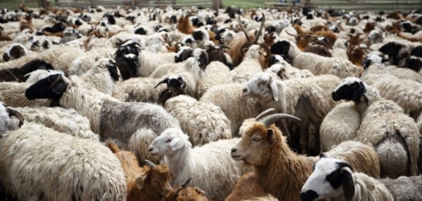 07112015-1446867095-9761466-sheep_bloomberg-702x336