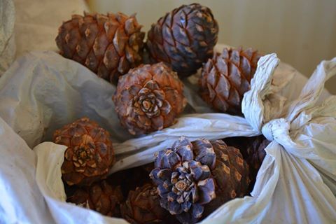 14222300_1378392188854824_1327975991375495249_n