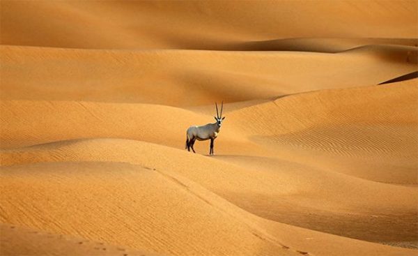 388d8aa9b0c1dbc7great