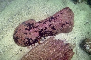 4d03u4urfaqarbpb0chfvci1ai_b