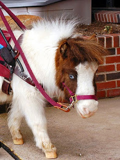 5n1fufhpo2go10697edjlv08l7_b