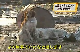 6hv6h4fncio8pff92cqja77t7o_b