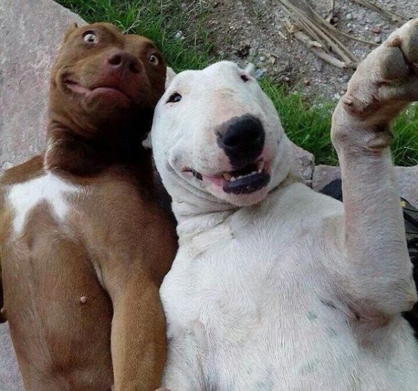 \"23-funniest-animal-selfies-22\"
