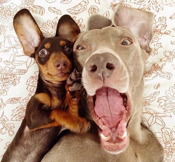 \"we-will-be-on-facebook-smileee-cute-animals-selfies\"