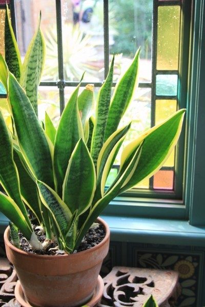 mother-in-laws-snake-plant-400x600