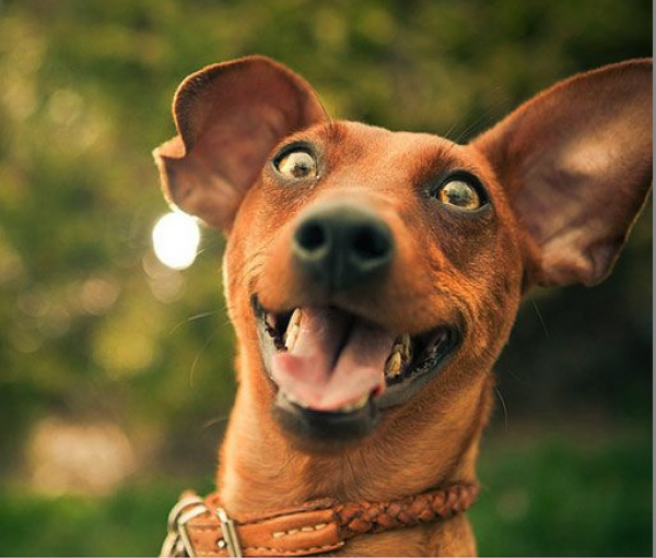 \"selfies-animal-selfies-dog-selfies-problem-with-selfies-funny-selfies-stupid-selfies-hate-selfies-narcassim-paranoid-vainity-1024x872\"