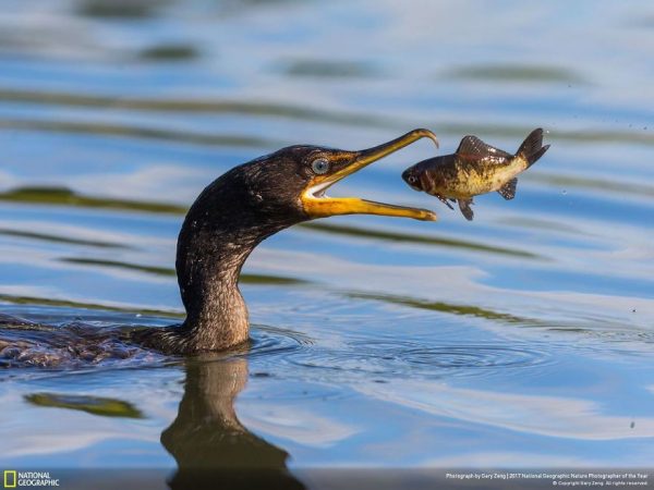 National Geographic: ”Байгалийн шилдэг гэрэл зураг” шалгаруулалтын онцлох бүтээлүүд