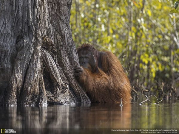 National Geographic:”Байгалийн гэрэл зураг” төрлөөс шагнал хүртсэн ...
